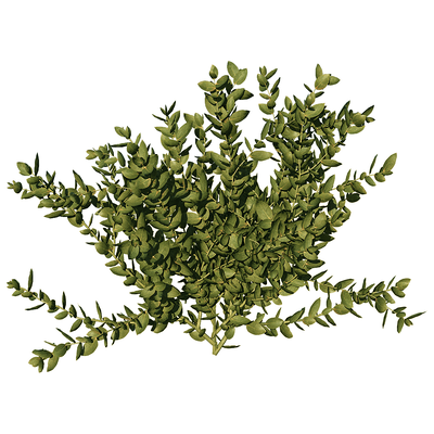 Leucospermum Cordifolium针垫花植物3D模型（OBJ,FBX,MAX）