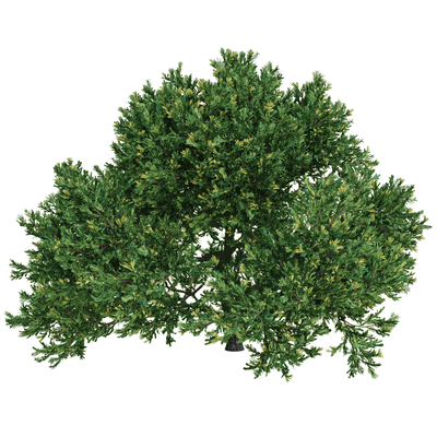 Rheingold杜松 香柏植物3D模型（OBJ,FBX,MAX）