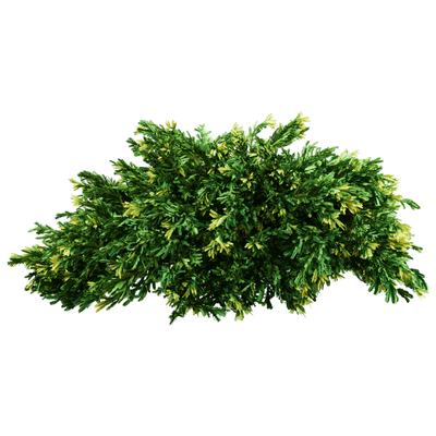 Rheingold杜松 香柏植物3D模型（OBJ,FBX,MAX）