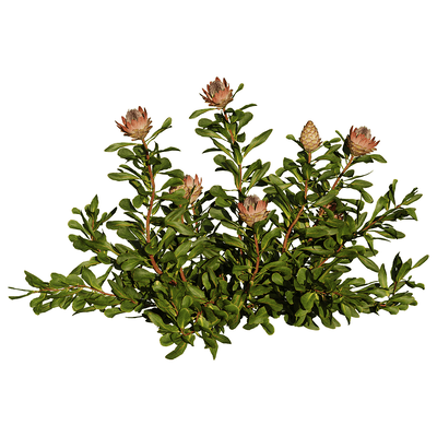 开花的Protea Cynaroides帝王花植物3D模型（OBJ,FBX,MAX）