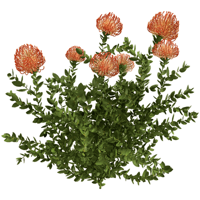 Leucospermum Cordifolium开花的针垫花植物 花枝3D模型（OBJ,FBX,MAX）