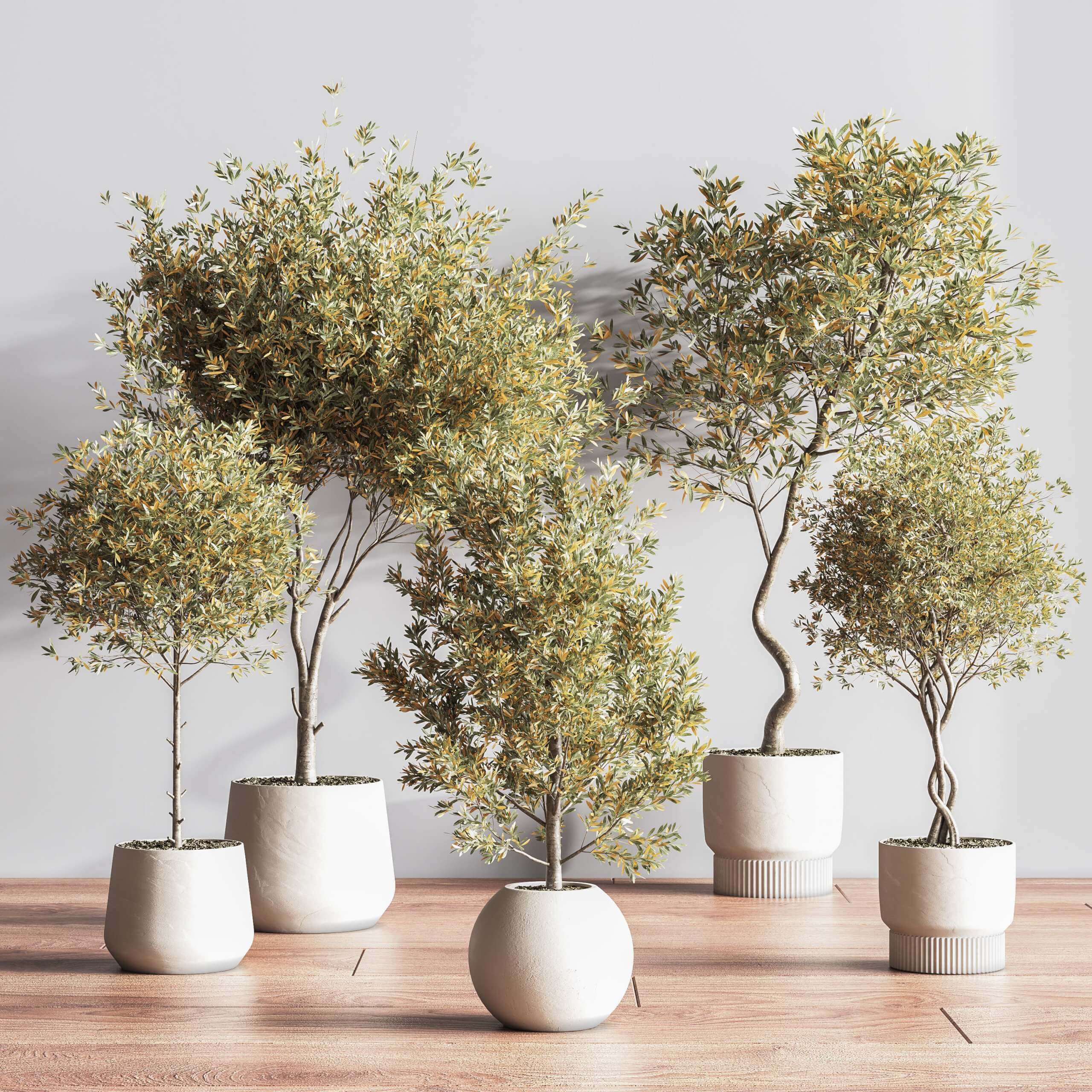 室内植物盆栽 盆景3D模型（OBJ,MAX）