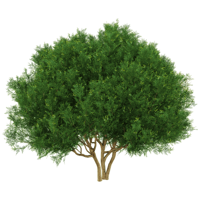 Platycladus orientalis侧柏树3D模型（OBJ,FBX,MAX）