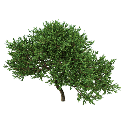 Rheingold杜松 香柏植物3D模型（OBJ,FBX,MAX）