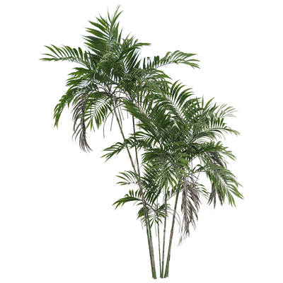 Chamaedorea costaricana棕榈植物3D模型（OBJ,FBX,MAX）