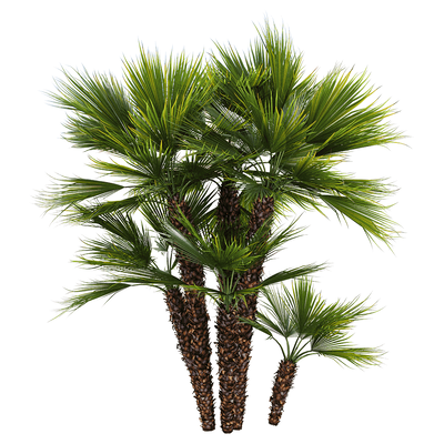 丛榈 欧洲扇棕 棕榈树3D模型（OBJ,FBX,MAX）