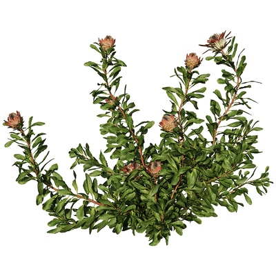 开花的Protea Cynaroides帝王花植物3D模型（OBJ,FBX,MAX）