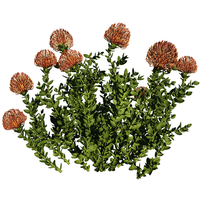 Leucospermum Cordifolium开花的针垫花植物 花枝3D模型（OBJ,FBX,MAX）