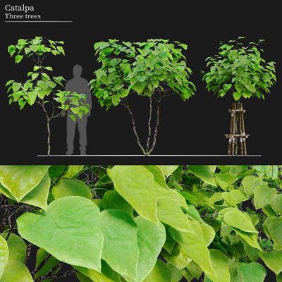 楸树3D模型（FBX,MAX）