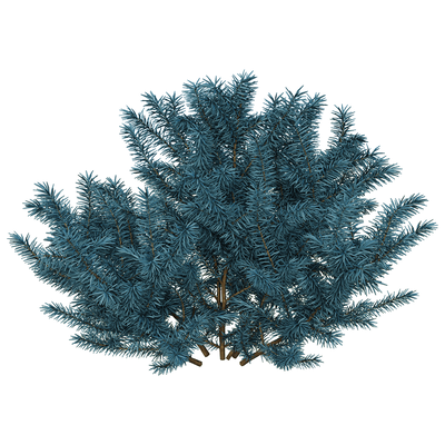云杉植物灌木3D模型（OBJ,FBX,MAX）