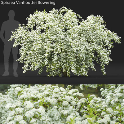 开满白色花朵的菱叶绣线菊植物灌木3D模型（OBJ,MAX）