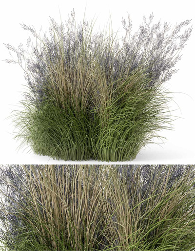 观赏草丛3D模型（OBJ,MAX）