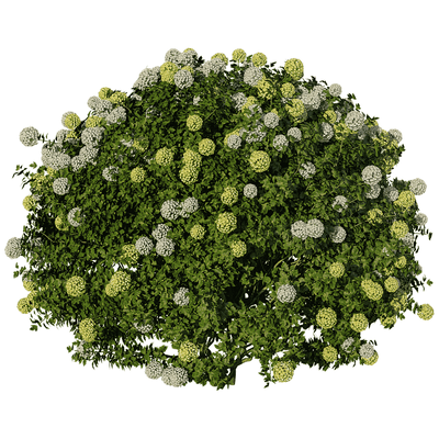 开花的结香植物灌木 瑞香花丛3D模型（OBJ,FBX,MAX）