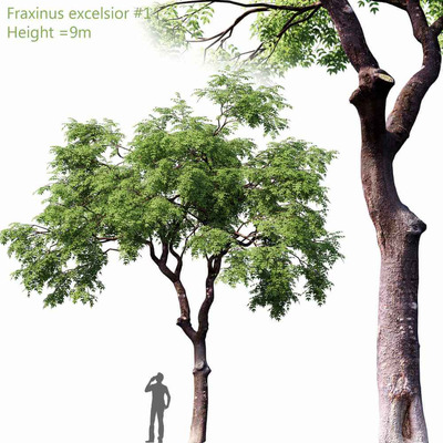 Fraxinus excelsior欧洲白蜡树 欧洲梣树3D模型（OBJ,MAX）