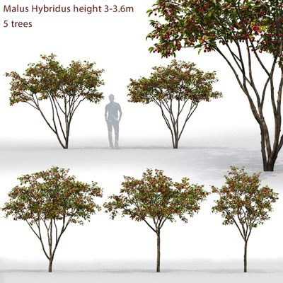 5棵长满果实的Malus Hybridus苹果树3D模型（FBX,MAX）