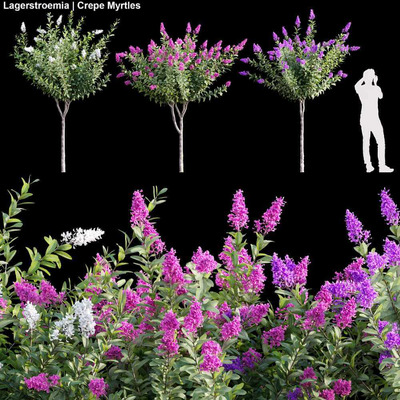 3棵开满花的紫薇树3D模型（OBJ,MAX）