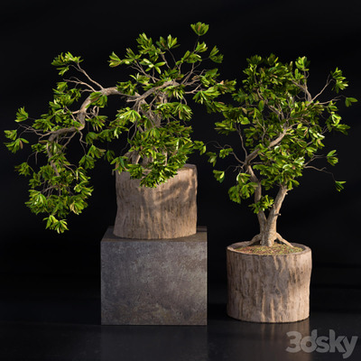 阔叶绿植盆景 盆栽3D模型（OBJ,MAX）