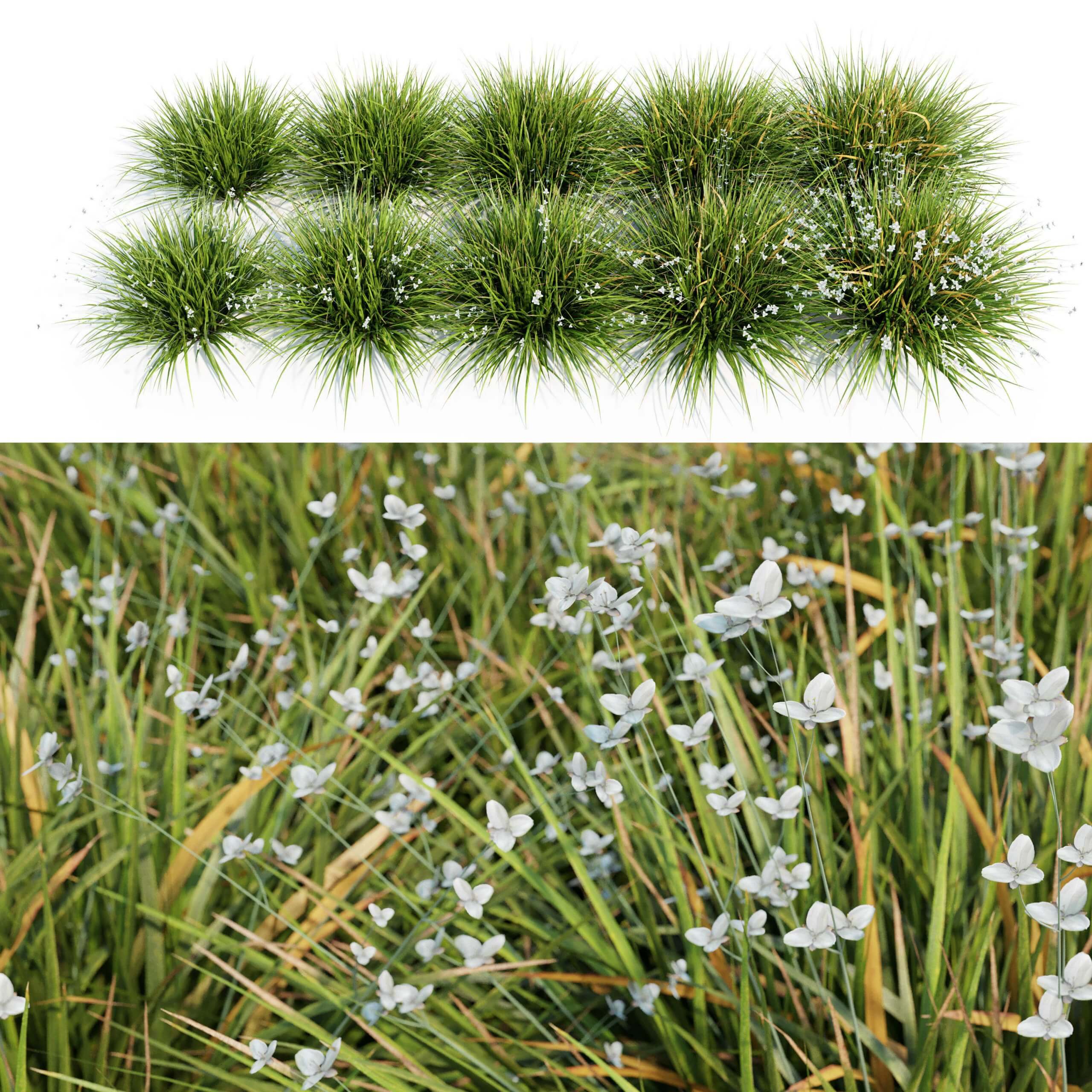 开花的波鸢尾植物 花丛3D模型（OBJ,MAX）