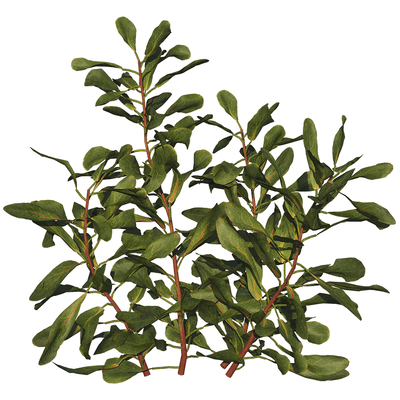 Protea Cynaroides帝王花植物枝叶3D模型（OBJ,FBX,MAX）