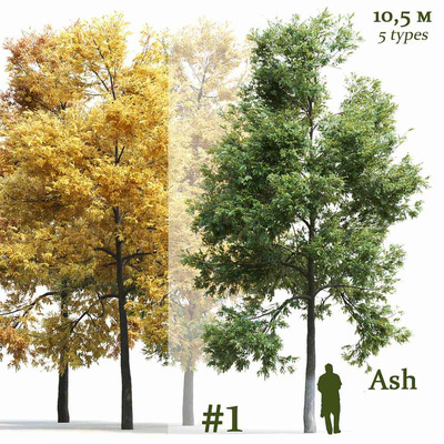 5种季节形态的梣树 白蜡树3D模型（FBX,MAX）