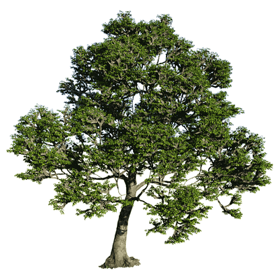 Celtis laevigata朴木3D模型（OBJ,FBX,MAX）