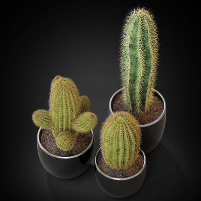 仙人掌植物盆栽3D模型（FBX,MAX）
