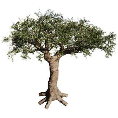 Commiphora Myrrha没药橄榄树3D模型（OBJ,FBX,MAX）