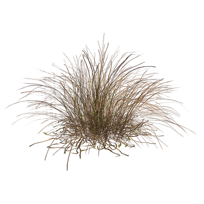 Eragrostis Curvula弯叶画眉草3D模型（OBJ,FBX,MAX）