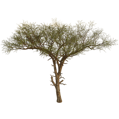 Balanites Aegyptiaca卤刺树3D模型（OBJ,FBX,MAX）