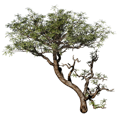 Boswellia Sacra阿拉伯乳香树3D模型（OBJ,FBX,MAX）