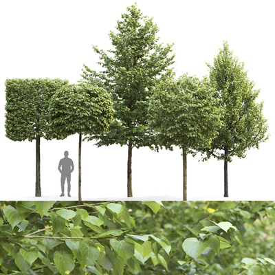 椴树3D模型（OBJ,MAX）