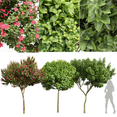 黄兰 梓树和开花的兰花树3D模型（OBJ,MAX）