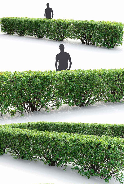 栒子植物树篱3D模型（FBX,MAX）