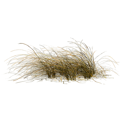 Eragrostis Curvula弯叶画眉草3D模型（OBJ,FBX,MAX）