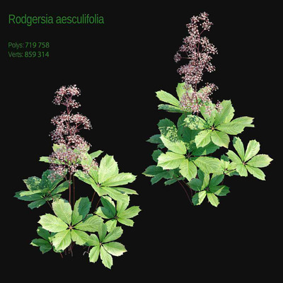 开花的Rogersia aesculifolia七叶鬼灯檠植物 虎耳草植物3D模型（OBJ,MAX）