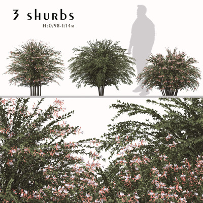 开花的六道木植物灌木3D模型（FBX,MAX）