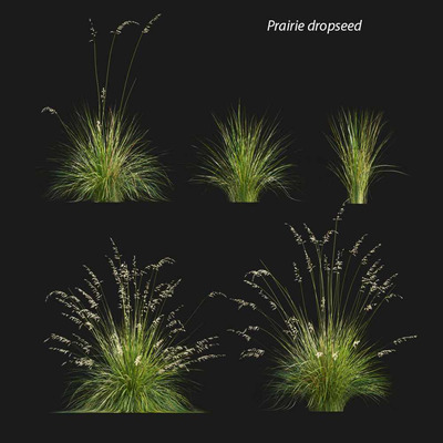 开花的草原鼠尾粟植物 草丛3D模型（FBX,MAX）