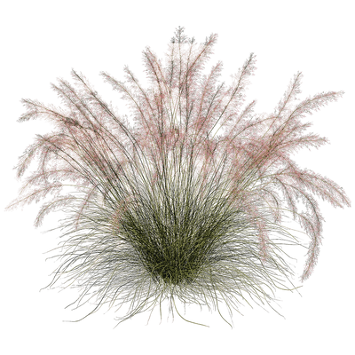 Muhlenbergia Capillaris粉黛乱子草 观赏草丛3D模型（OBJ,FBX,MAX）