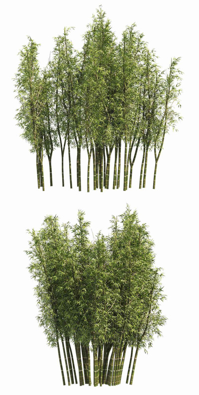 2丛竹子 竹林3D模型（OBJ,MAX）