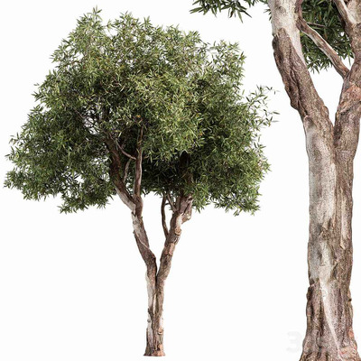 红桉树3D模型（OBJ,MAX）