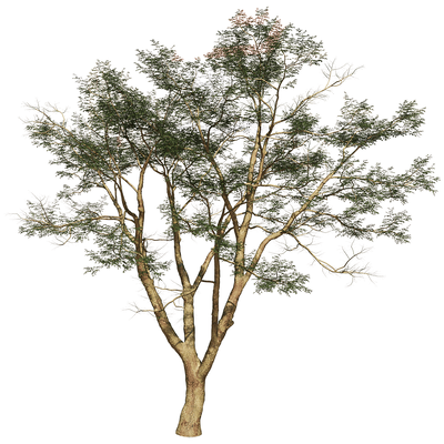 Vachellia Xanthophloea金合欢树3D模型（OBJ,FBX,MAX）