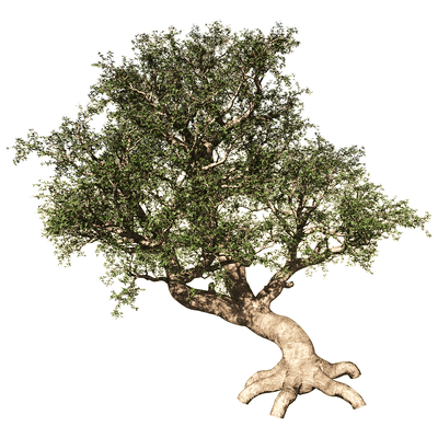 Commiphora Myrrha没药树3D模型（OBJ,FBX,MAX）
