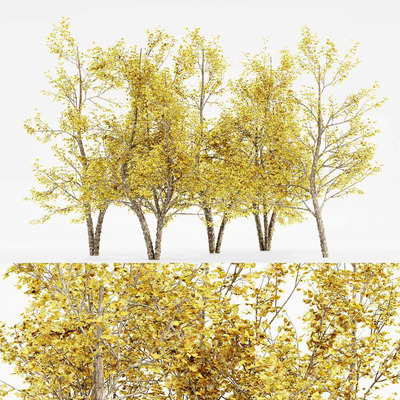 5棵秋天的河桦树3D模型（OBJ,MAX）