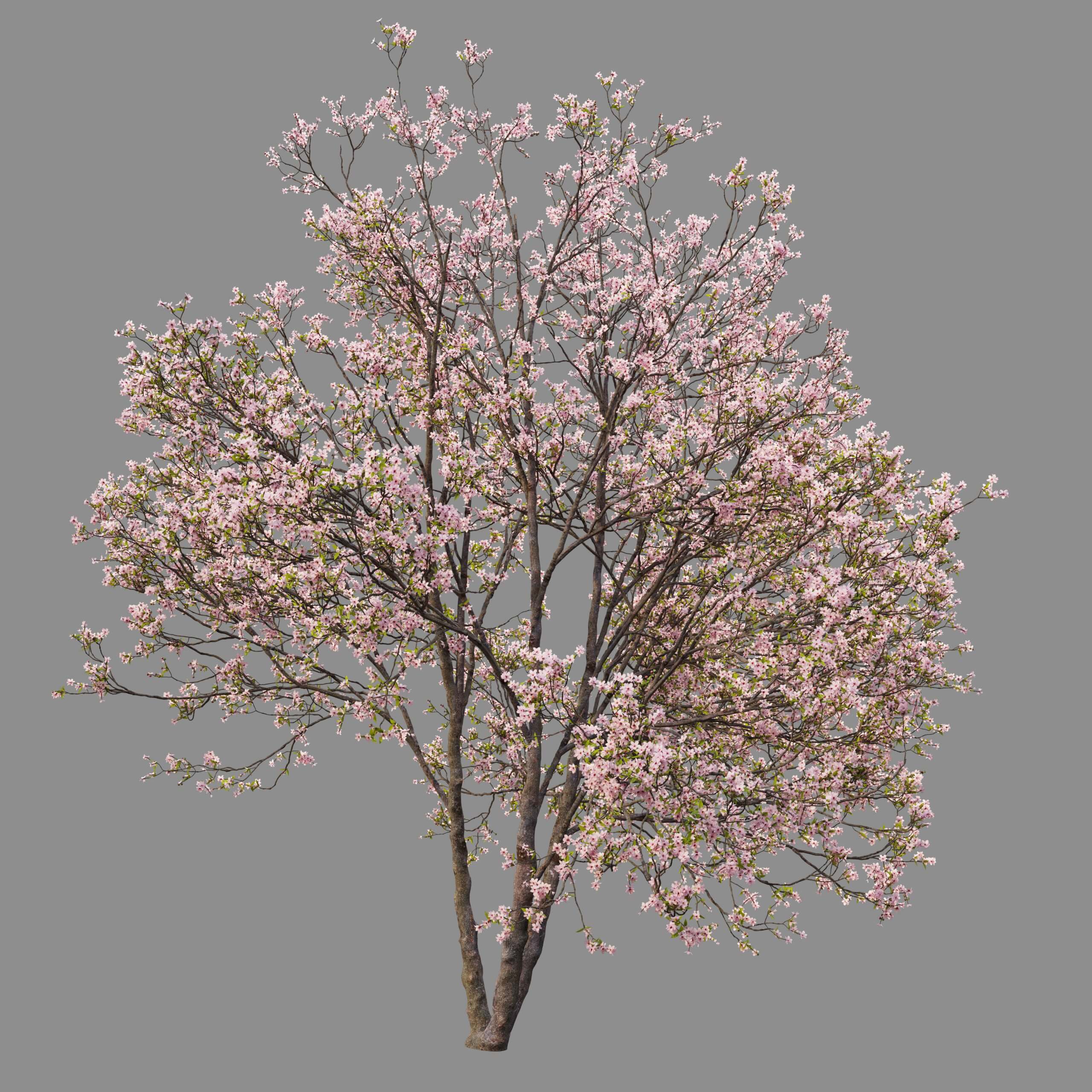 开满花朵的樱花树3D模型（FBX,MAX）