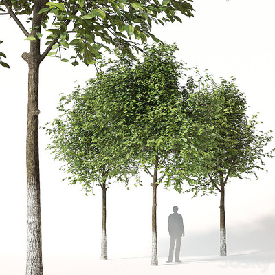 茂盛的树3D模型（OBJ,MAX）