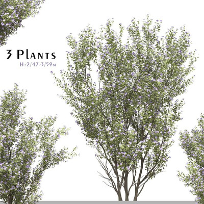 3棵开花的紫花野牡丹树3D模型（OBJ,FBX,MAX）