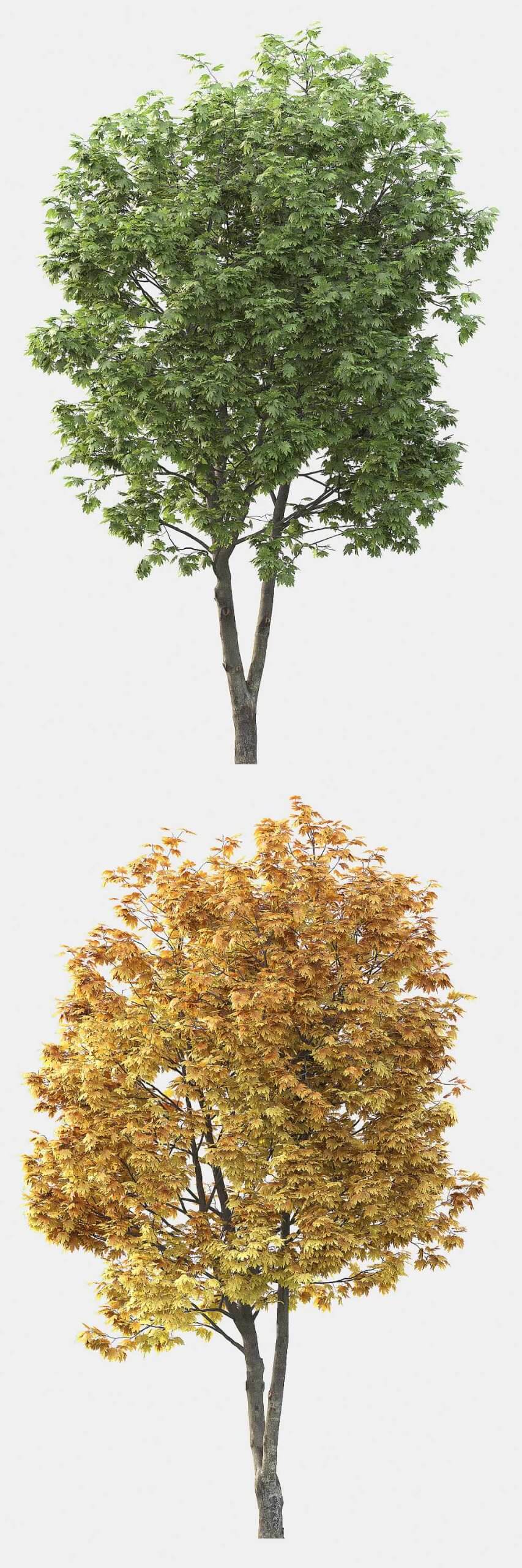 两种季节形态的枫树3D模型（FBX,MAX）