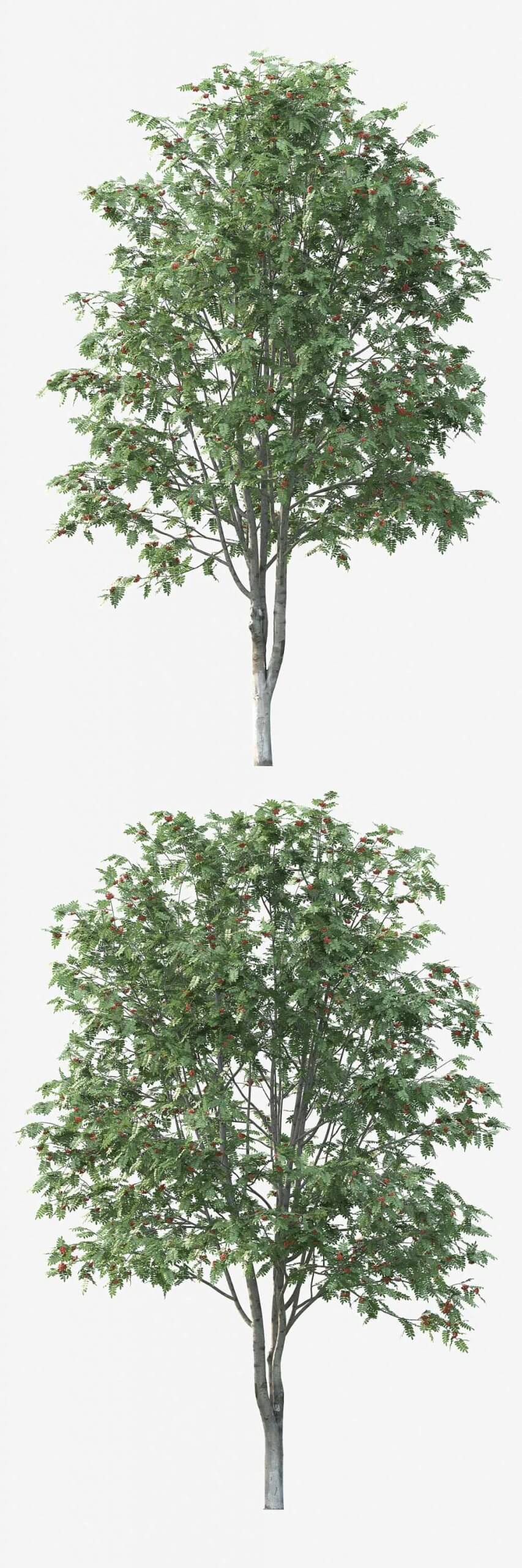 挂红色果实的花楸树3D模型（FBX,MAX）