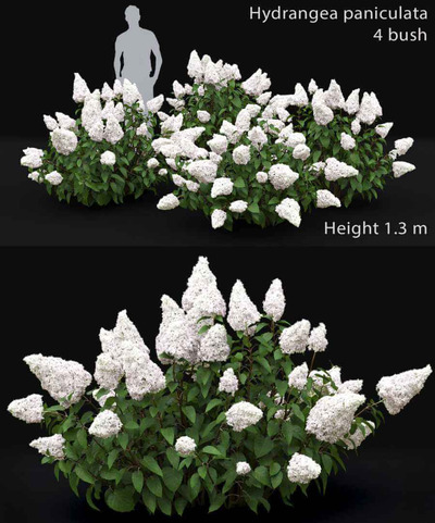 圆锥绣球花花丛 绣球花灌木3D模型（FBX,MAX）