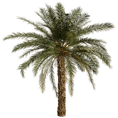 海枣棕榈树3D模型（OBJ,FBX,MAX）